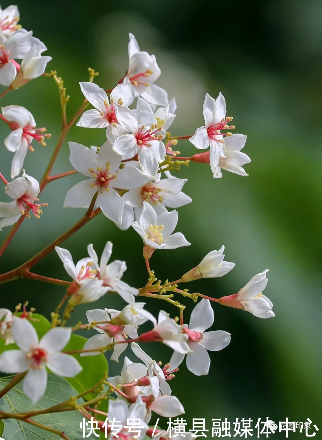 人间四月芳菲尽，梧桐花开正当时