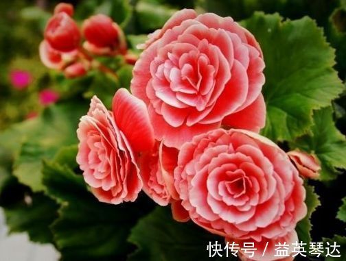 养花就养这几款,花朵小巧玲珑,清新脱俗,懒人最爱