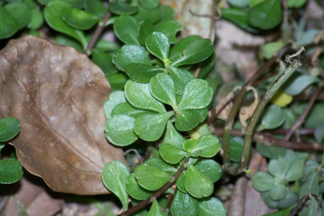 止痛|马齿苋是“救命”的良药?它隐藏的3个奇特功效,经常被人们忽视