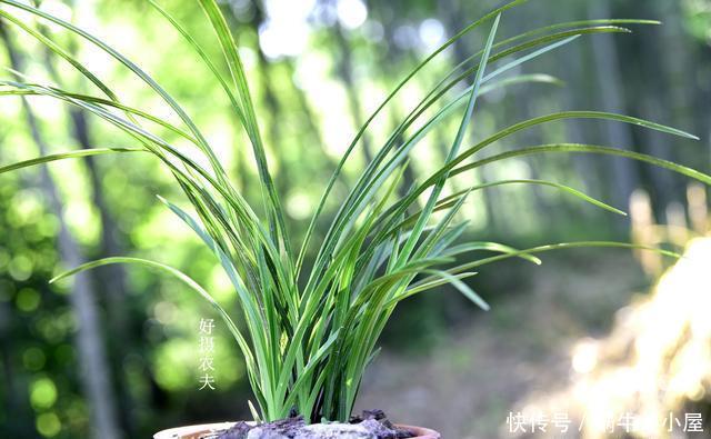 兰花施肥技巧?不腐苗、不烂根、不怕冻,其实并不难