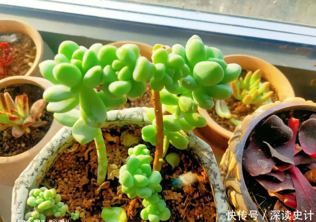 春天养多肉,只需做四件事,叶片肥美又鲜艳,非常好看