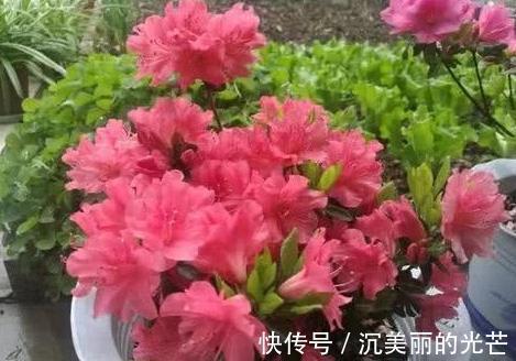 秋季养花草，用鸡蛋黄、蛋壳补充营养动手前需这样处理