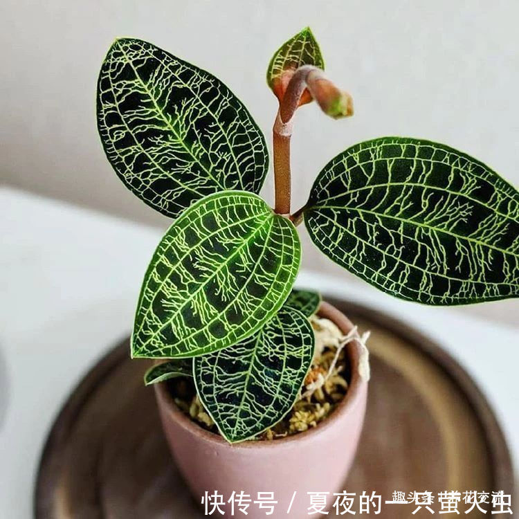 特别小众的13种奇特观赏盆栽，适合养在桌面上，看着都想养几盆