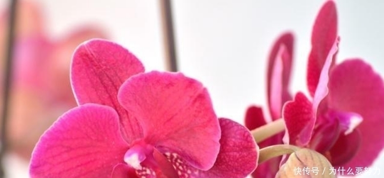 歌女#白居易最独特的一首诗,通篇写得朦朦胧胧,让人完全摸不着头脑!