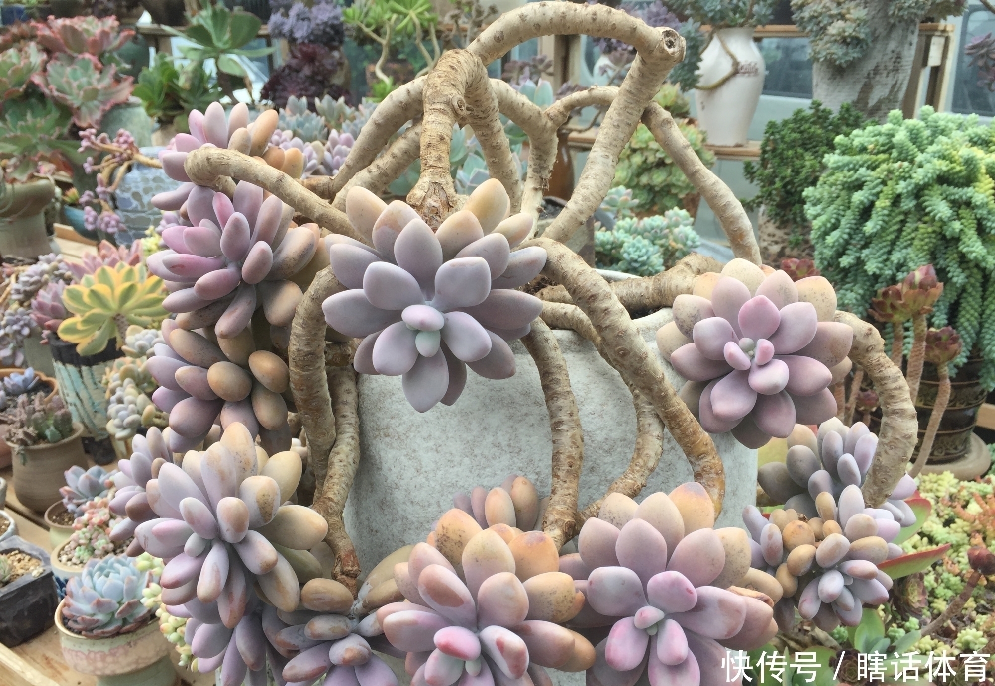 千佛手|这6种多肉养成悬崖桩,价格贵、颜值高,看起来真过瘾