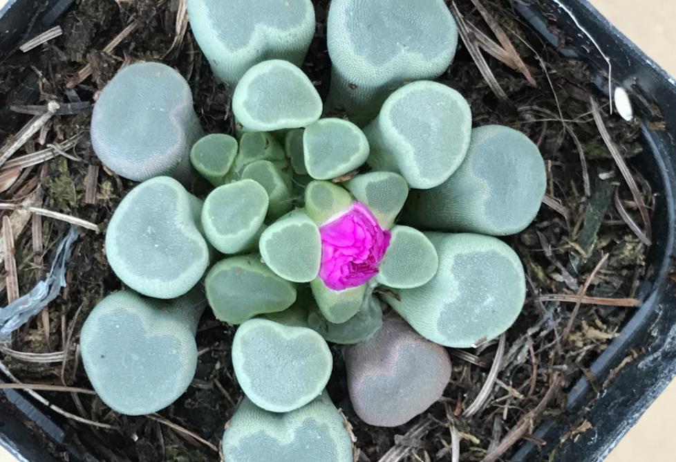 降温|休眠中的多肉,遇上高温天,想“保命”就得落实此4点