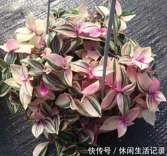 最好养的“草”,比“绿萝”长得快,房间再小也要养盆它,特漂亮!