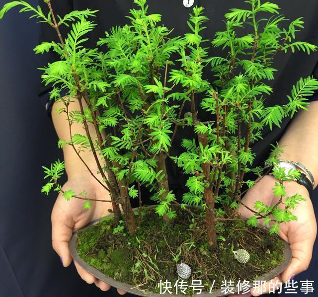 犯错|别再乱来了,养花最容易“犯错”的3件事,看看你中了几个?