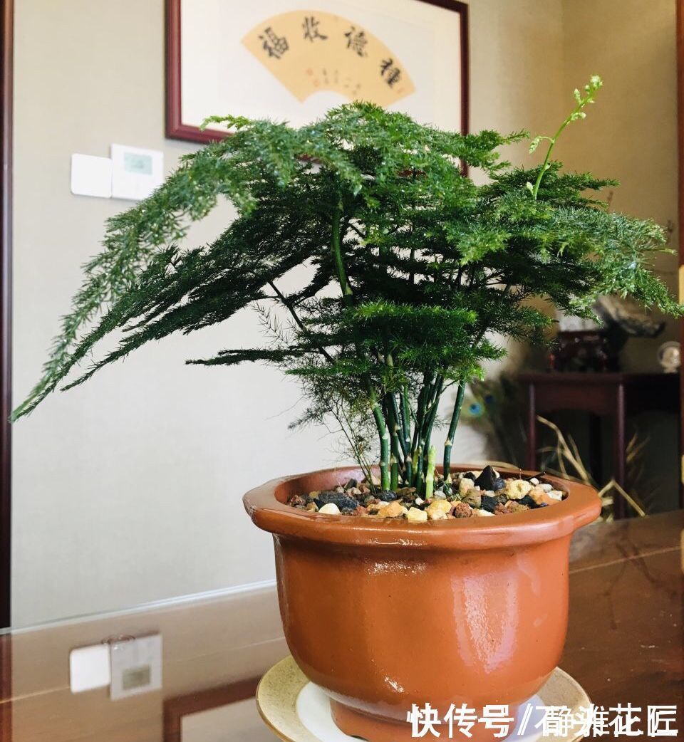 养文竹|都说冬天要“少浇水”，家里有“4种花”要勤浇水，预防黄叶