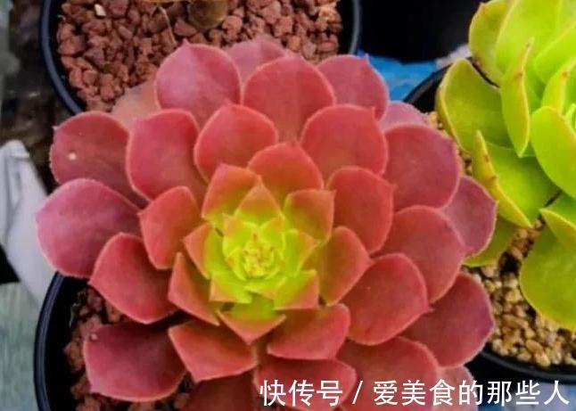 冬天上色的多肉移到室内,注意3个事项避免徒长和褪色
