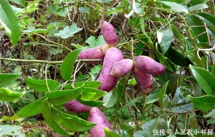 珍惜|农村3种野果,逐渐在“消失”,是70、80后的回忆,要好好珍惜!