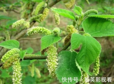 洗碗布|红彤彤的果子，毛剌剌的叶子，是天然洗碗布，请重视