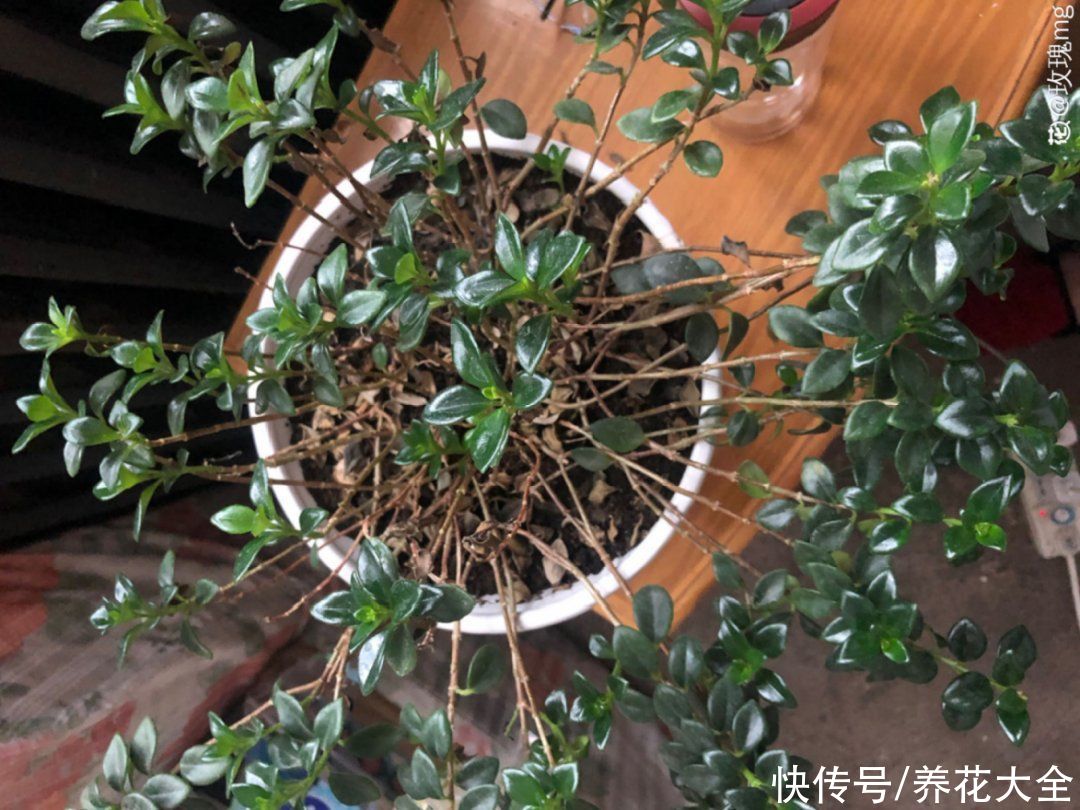 天竺葵|7种花养老桩不好，多扦插、养嫩苗，才能年年开花