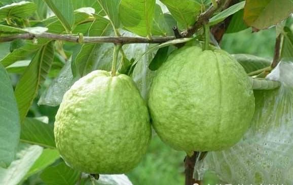 种水果|世界上“没味道”的4类水果,最后一个就像是在“吃空气”