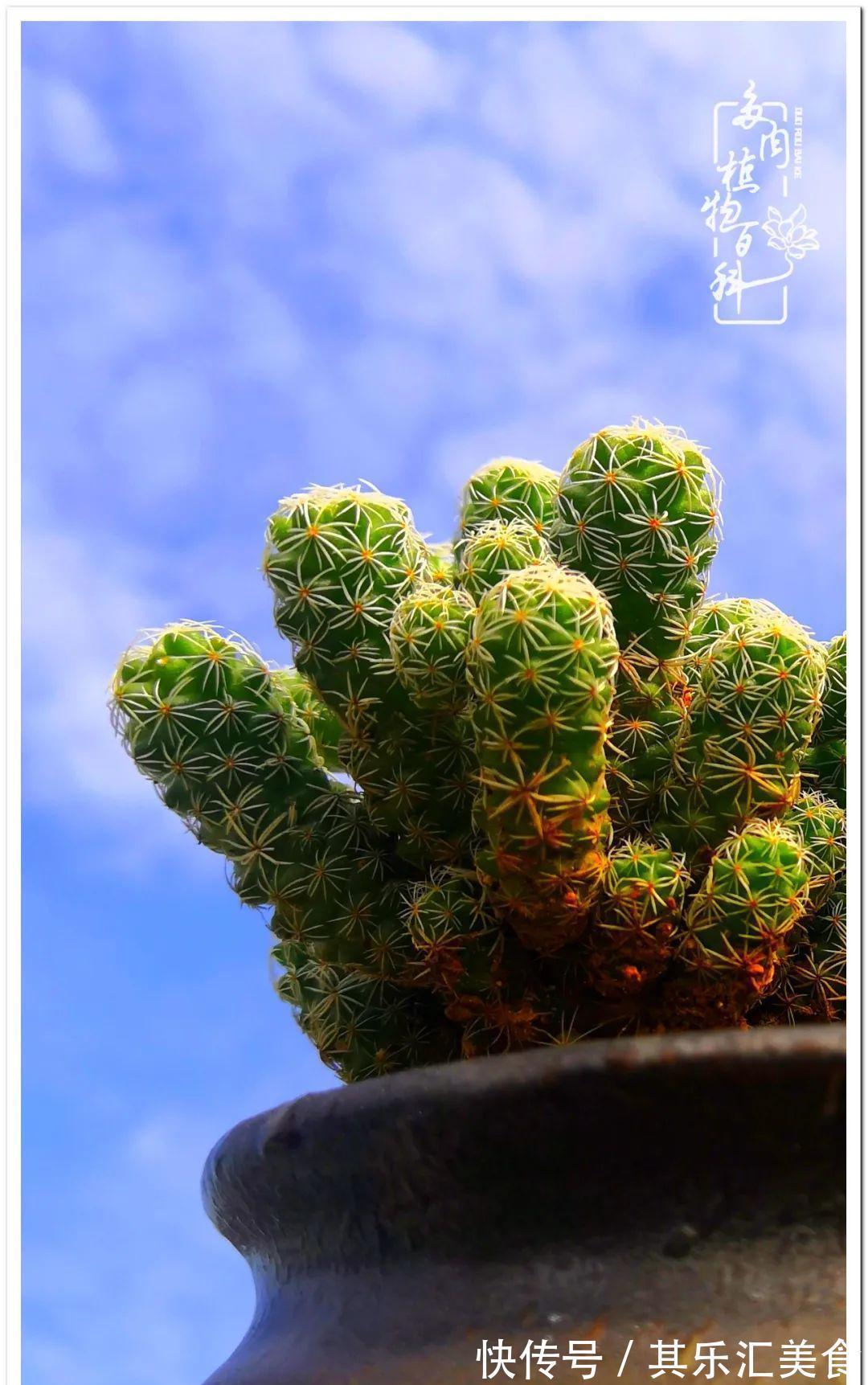 胧月,它生了一场大病!