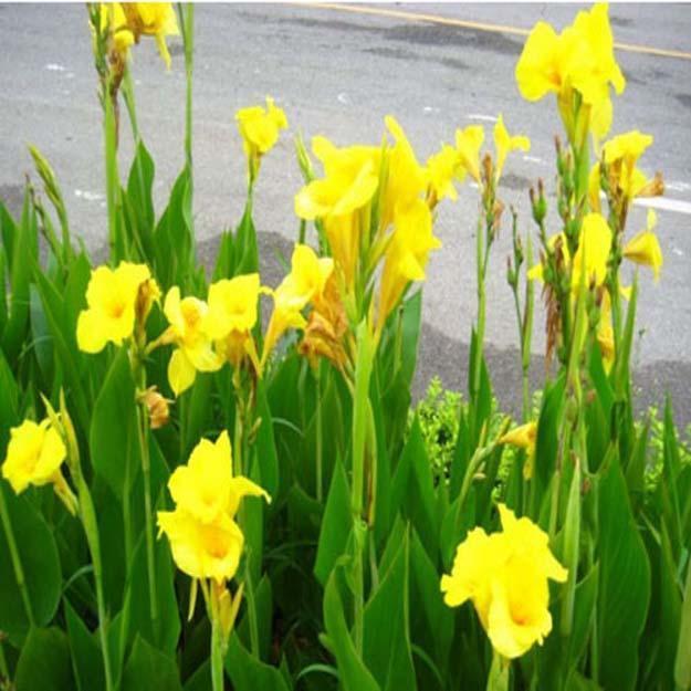 如何养殖美人蕉，注意几点，花色艳丽明亮，叶子绿油有光泽