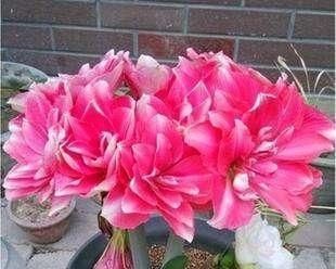 开花|朱顶红光长叶子,不开花,有些玄机你不知道