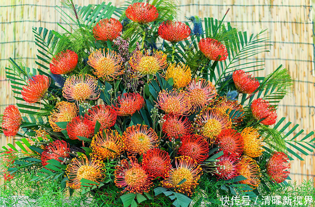 此花是世界上最名贵的切花之一,被誉为花中之王,寓意着富贵吉祥