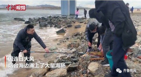 海肠捞饭|密密麻麻，满地都是！烟台人连夜打灯拿麻袋捞海肠！怎么吃？真不用愁…