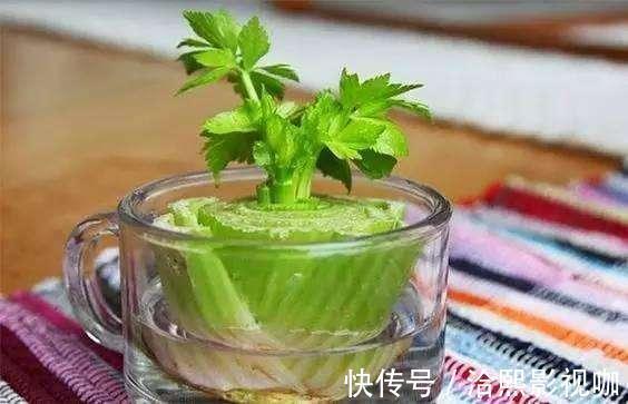 种菜|阳台种菜不用种子,菜根切下来埋盆里,生长周期短,新芽长得快