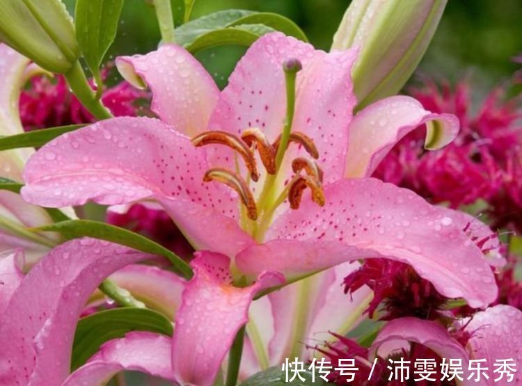 正月二十九后,4种招财花适合养在客厅,旺宅又聚财,事业高升!