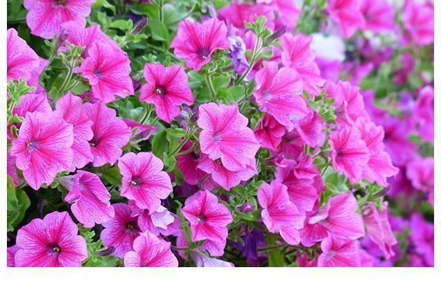 不管你喜不喜欢花草,这几种花你是一定要养的,因为又便宜又好看