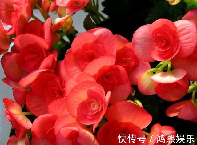 丽格海棠难过夏简单了解并不难，叶片翠绿，花色丰富！