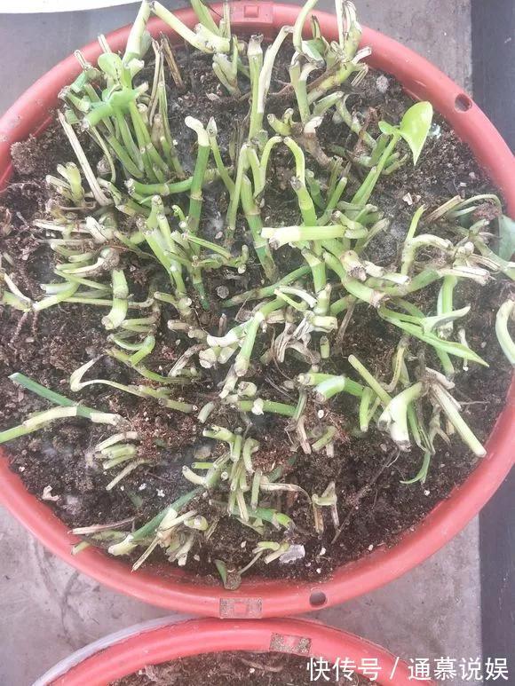 长势|咋“折腾”都不死的4种花,越修剪越旺,很难养死