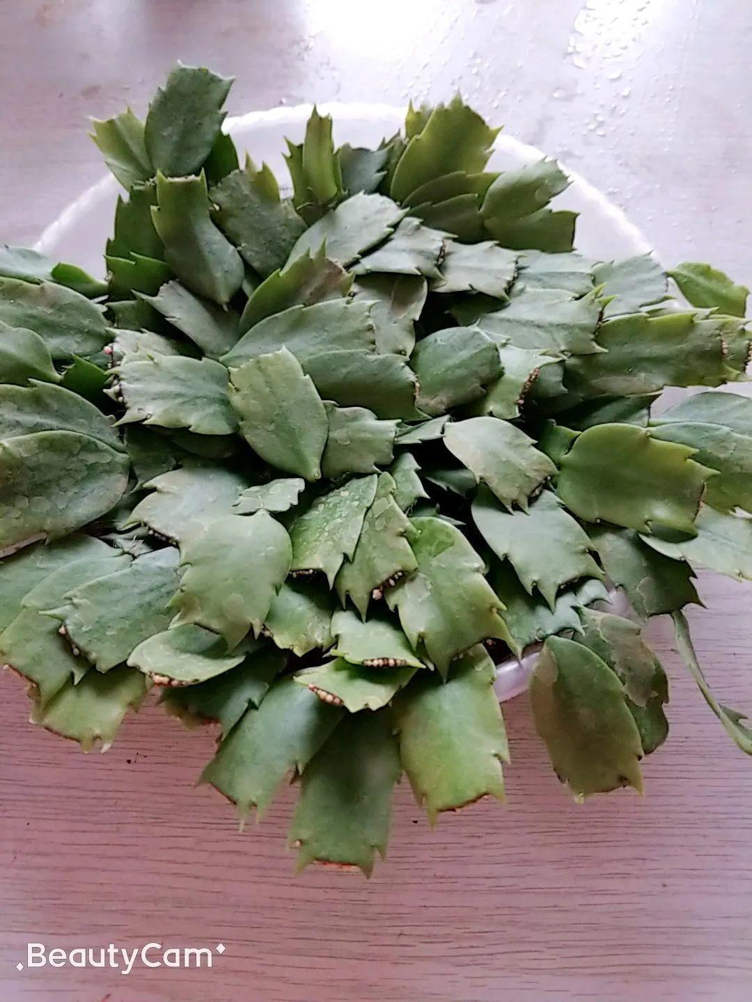 叶片|8种花夏天太容易死,现在赶紧扦插,死了也不心疼!