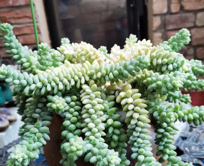 生根|适合夏天养的多肉，养一盆“爆”一盆，生根特快