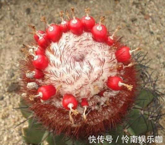 想要养好多肉植物,就从4方面下功夫,个个叶片厚实又肥美