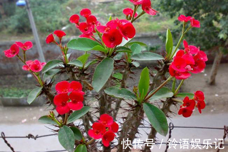 冬天|4种懒人花,种在小盆里,3个月不浇水,长得旺开花多!