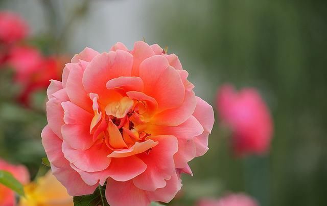 修剪|七月养月季，修剪后别漏这“两动作”，否则复花慢，还容易枯黄