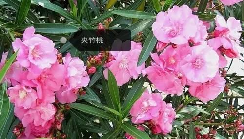 150种常见植物及花卉，你认识几个？