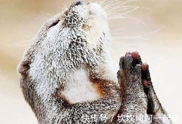 碟子$1991年日本河童现身，通体发绿头顶碟子，曾悬赏1000万抓捕