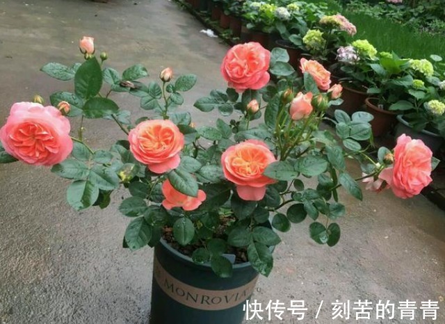 不要认为月季皮实,其实它有“四怕”,稍微不注意就会黄叶死掉