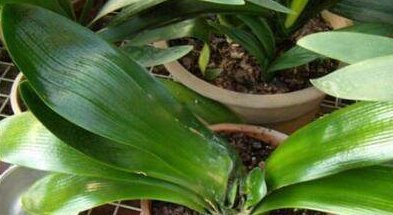 君子兰烂心要死了别扔,教你一招,分分钟满血复活