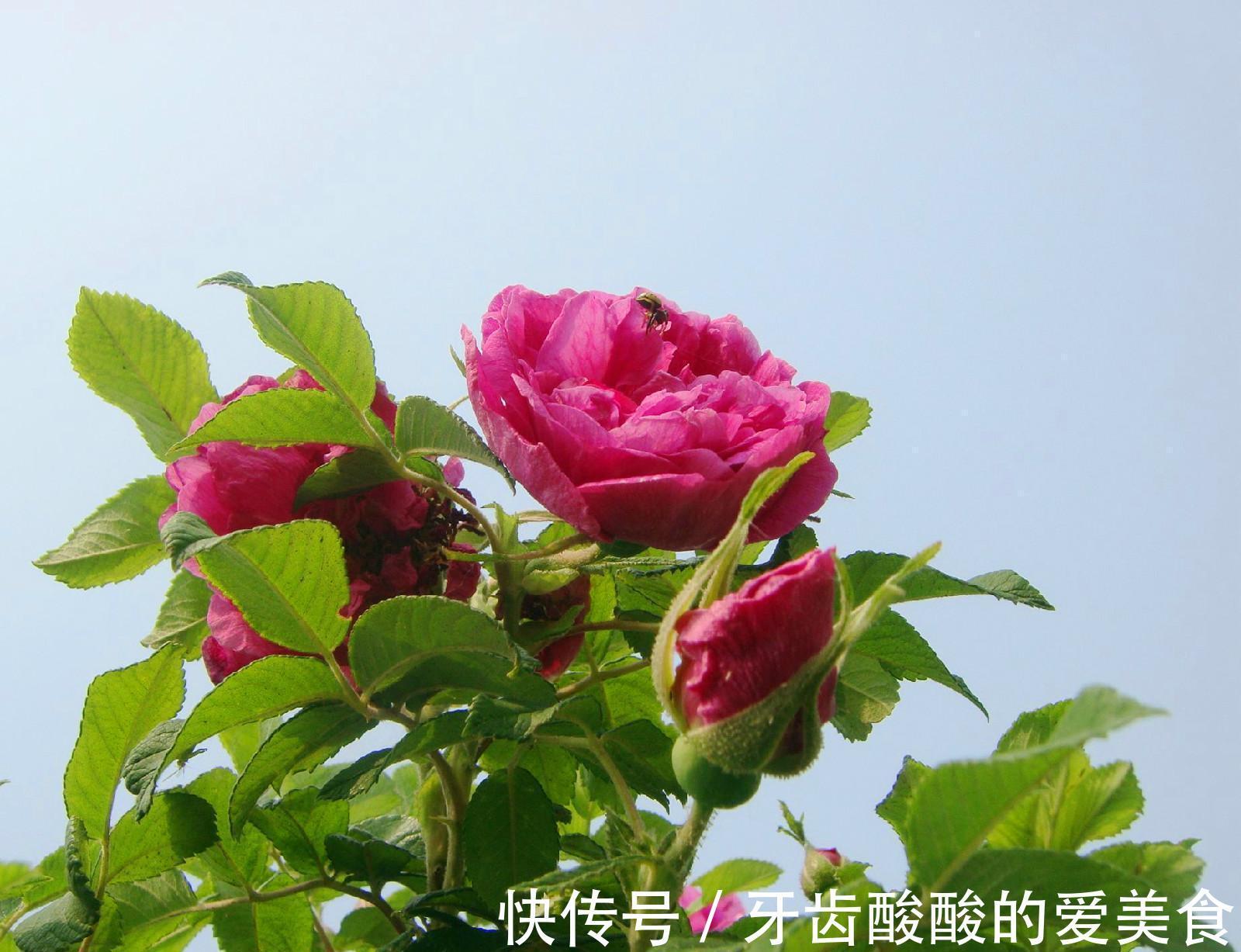 芦荟|6种“女人花”能吃又好闻,采花泡茶养容颜,女人养花,花养美女