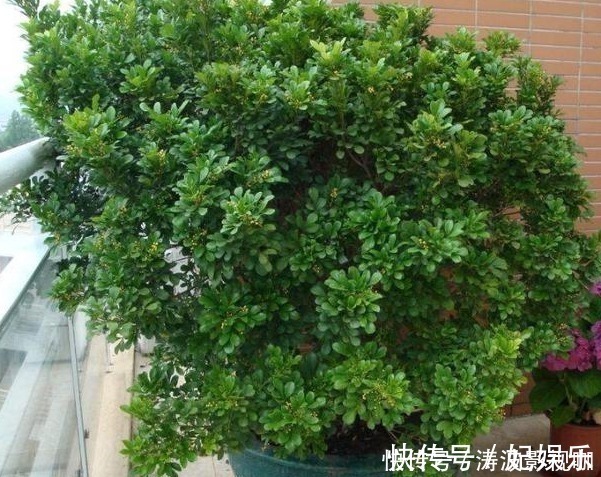 适合盆栽的4种“吸毒花”,让病菌无所遁形,保护家人的健康花