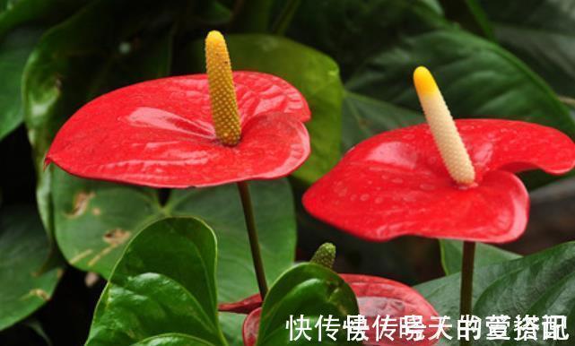 阳台养花推荐这5种,漂亮好养特能开,花期长达300天,适合新手