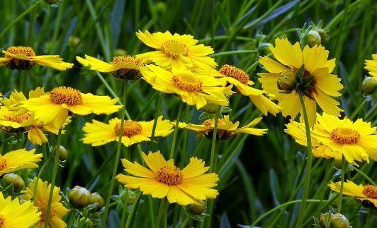 冬天也能养的花卉花卉,不用操啥心,花色繁多易爆盆,娇艳欲滴