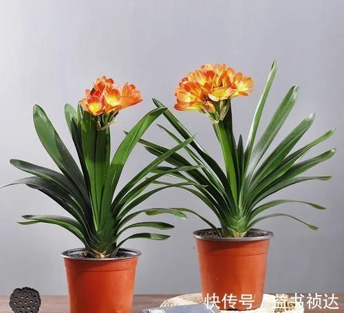 花友们|君子兰夏天有“四怕”,避开后,苗壮叶绿、状态好