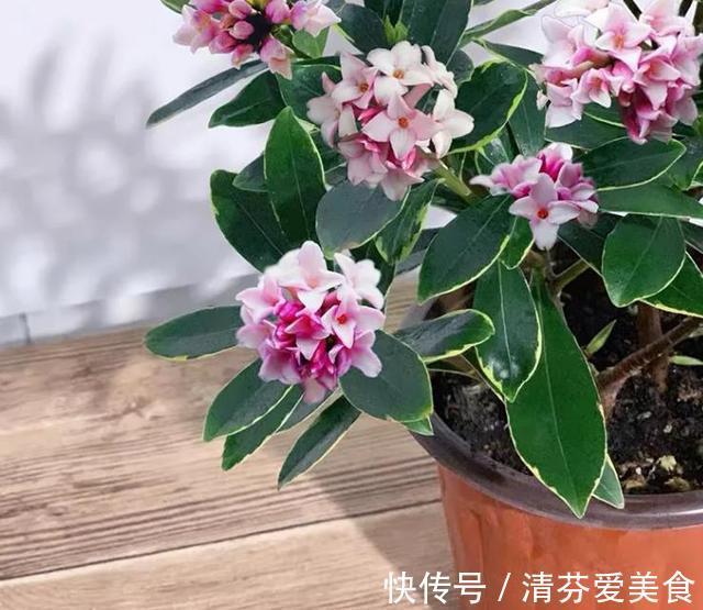 种花|建议每位养花人：无论住在哪里，卧室都要养4种花，养人养心