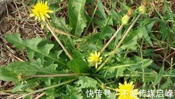 苦叶菜|农村这5种抗癌野菜,见到了可别错过了,在城里有钱也很难买到呢