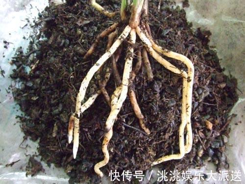 养君子兰，捡回“2种料”，扔盆里，根系旺，开花多，美极了