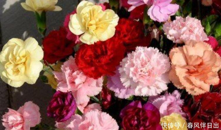 4种花是爆盆“能手”,花开一茬又一茬,漂亮花期长,花香飘满屋