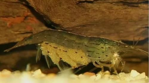 为什么有些人吃虾去虾头,有些人不去虾头?虾头到底能不能吃?