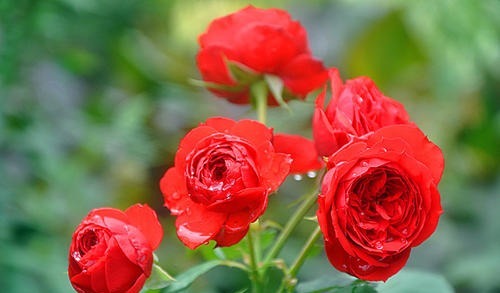 红苹果一样诱人的月季花，喜欢月季可以养一株，又美又香！