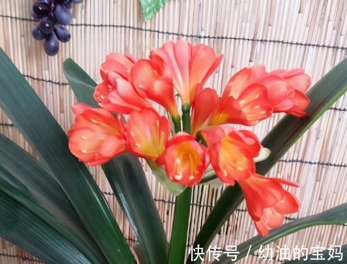 想要君子兰开花艳，花期长，教你学4招，很管用，快来试试吧