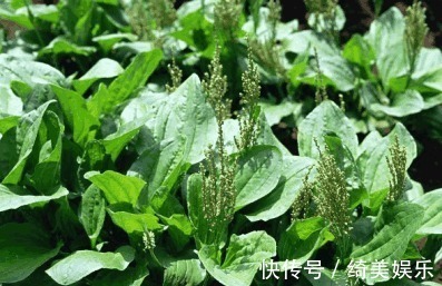 关节炎|农村几种野草是美味养生菜，用于肝脾肿大，关节炎，月经不调